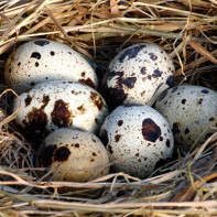 Photo œufs de caille 3