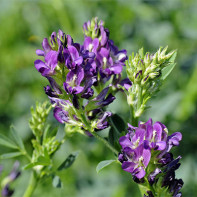 Photo of alfalfa 2