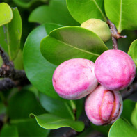 Photo du fruit ikako