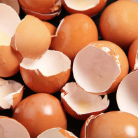 Photo sur des coquilles d'œuf 2