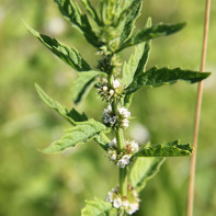 Photo of herb cnemonic