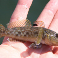 Goby fish photo 3