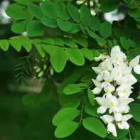 Photo d'un acacia blanc
