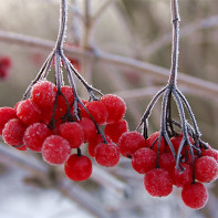 Photo of red guelder rose