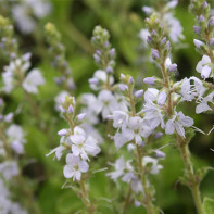Photo of Veronica officinalis 4
