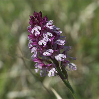 Photo of orchid