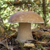 Photo of porcini mushrooms 3
