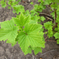 Currant Leaf Photo 2