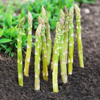 Photo of asparagus 6