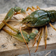 Photo of crayfish 4