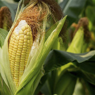 Photo of corn stigmas 4