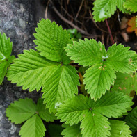 Photo of strawberry leaves 5