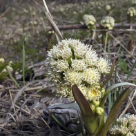 A picture of butterbur 5