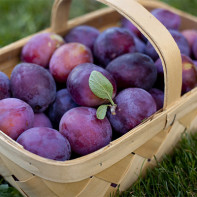 Photo of plums 2