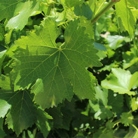 Photo de feuilles de vigne 3