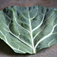 Cabbage leaf photo