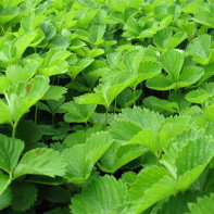 Photo of strawberry leaves 4