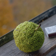 Photo of the adam's apple 3