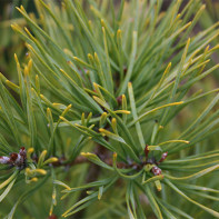 Photo of pine needles 5