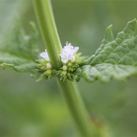 A photo of herb cnemonicus 3