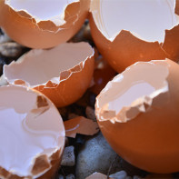 卵の殻の写真 4