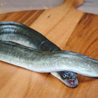 Picture of eel