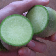 Photo of green radish 5