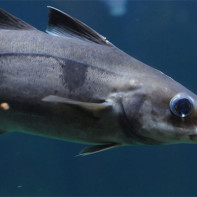 Photo of haddock