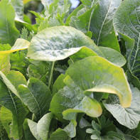 Photo of horseradish leaves 3