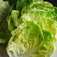 Photo of cabbage leaf 5