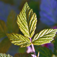 Photo de feuilles de framboises 5