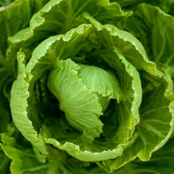 Cabbage leaf photo 2