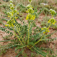 Images of astragalus