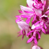 Photo of orchid woodruff 3