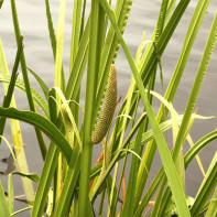 Photo of marsh calamus