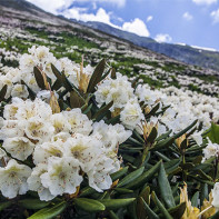 Foto des kaukasischen Rhododendrons 4