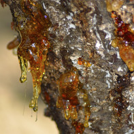 Photo of pine oleoresin
