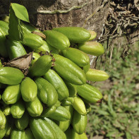 Photo of Bilimbi fruit 3