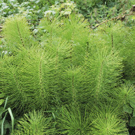 Photo of the Horsetail