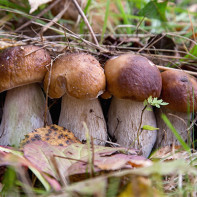 How to choose and store ceps