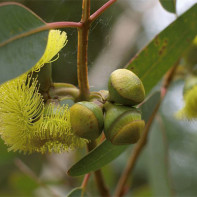 Photo de l'eucalyptus 3