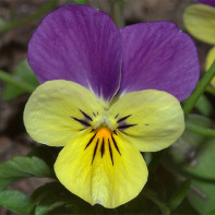 Foto af tricolorous violet