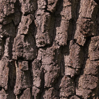 カシワの樹皮の写真