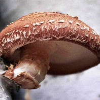 Photo des champignons shiitake 2