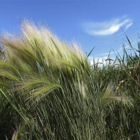 Foto af urten mat-græs