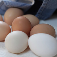 Photo d'œufs de poule 4