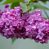 Photo of lilacs 2