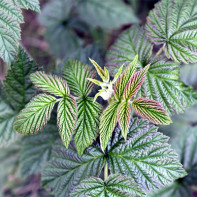 Photo of raspberry leaves 2