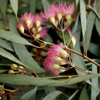 Photo de l'eucalyptus 5