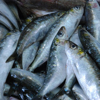 Photo of sardines 4